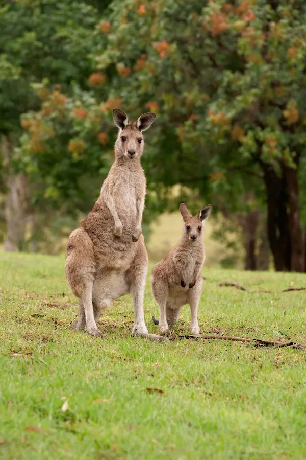 Mother and joey (3)